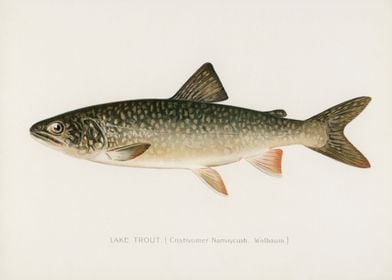 Lake Trout