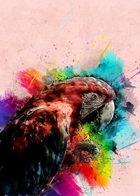 Macaw 245