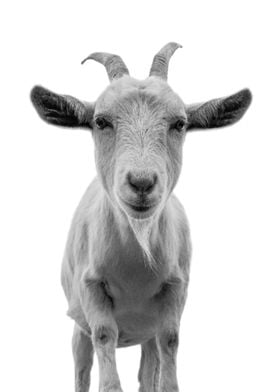 Funny Goat Animals