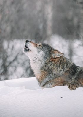 Howling wolf
