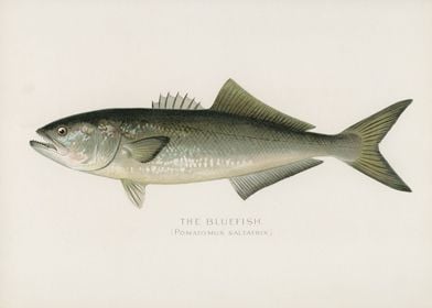 Bluefish