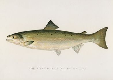 Atlantic Salmon Fish