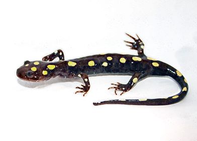 SALAMANDER