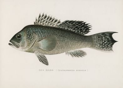 Sea Bass