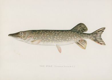 Pike Fish