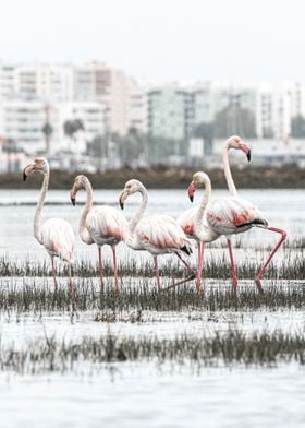Flamingos vertical Photo