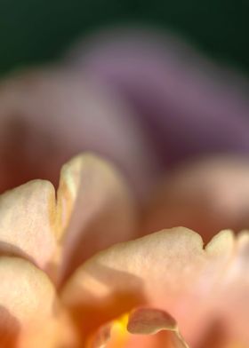 delicate petals of rose