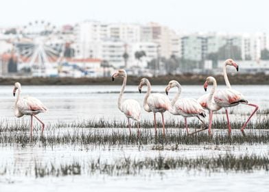 Flamingo Horizontal Photo