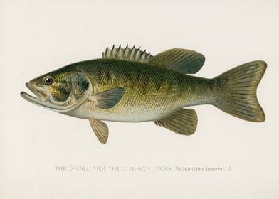 SmallMouthed Black Bass 