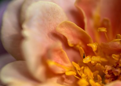 delicate petals of rose