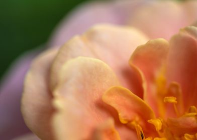 delicate petals of rose