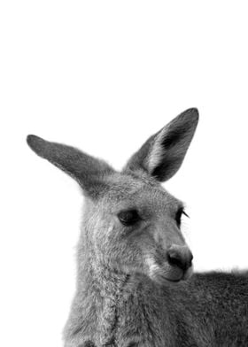 Kangaroo Animals