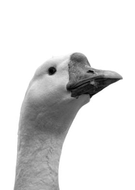 Funny Goose Animals