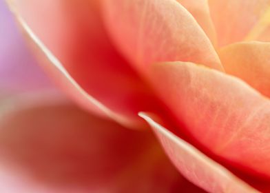 delicate petals of rose