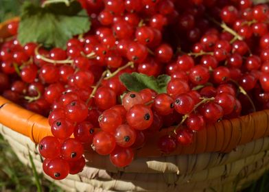 Currants