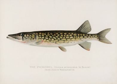 Pickerel Fish