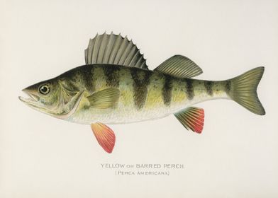 Yellow or Barred Perch 