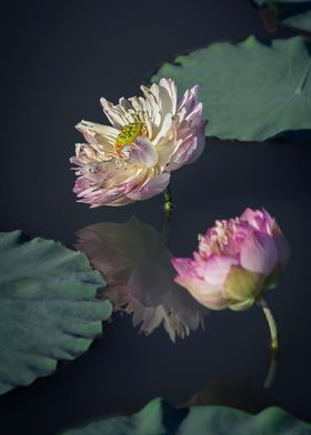 Peony Lotus