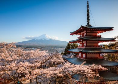 Cherry blossoms at pagoda