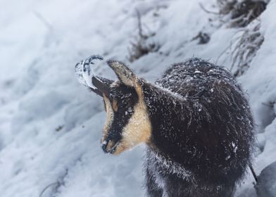 Chamois in Snow