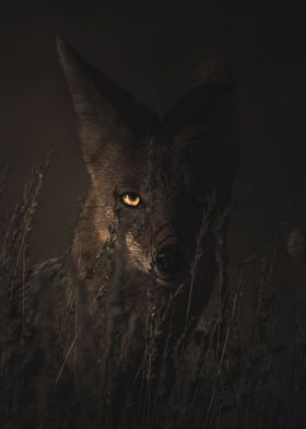 Coyote