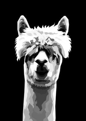 Alpaca