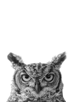 Owl Animal Portrait