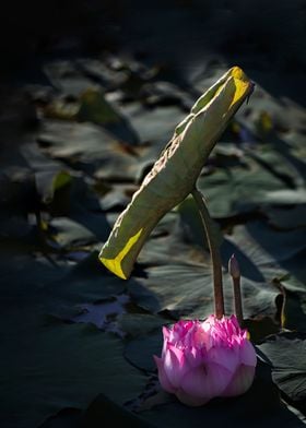 Peony Lotus