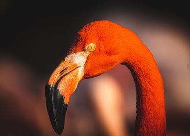 Head of Flamingo