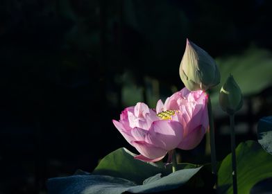 Peony Lotus