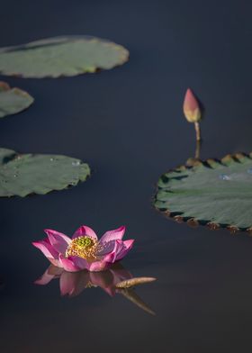 lotus