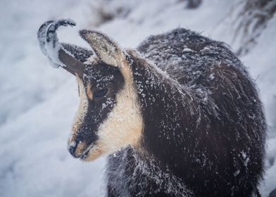 Chamois in Switzerland