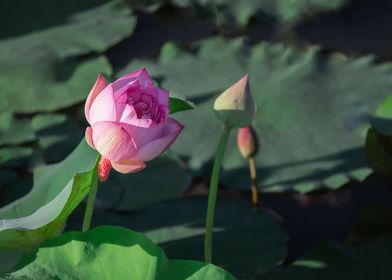 lotus