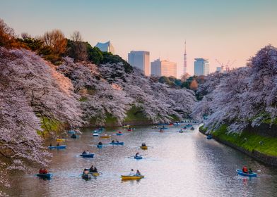 Cherry blossoms in Tokyo