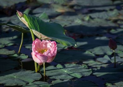 Peony Lotus