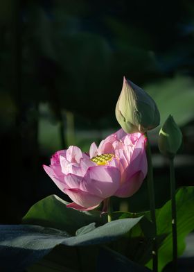 Peony Lotus