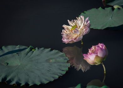 Peony Lotus