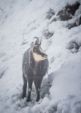 Chamois on a cliff