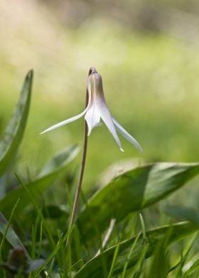 Trout lily wildflower 