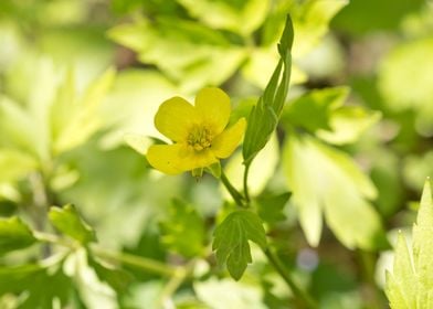 Swamp buttercup flower