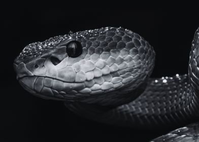 Beautiful Reptile 8