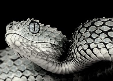 Beautiful Reptile 4