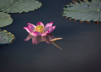 Morning Glory Lotus