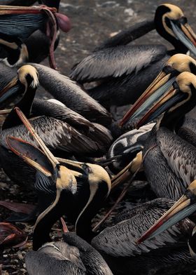 black pelican