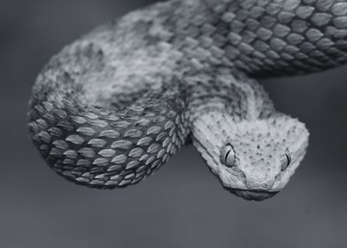 Beautiful Reptile 10