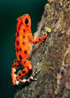 orange poison dart frog