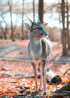 deer autumn