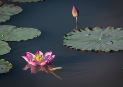 Morning Glory Lotus