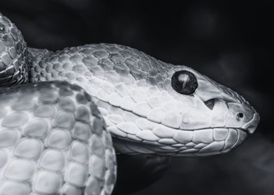 Beautiful Reptile 9