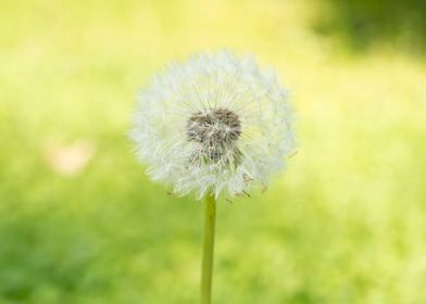 Summer dandelion blowball